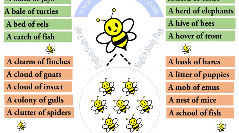 common-collective-noun-list-archives-english-study-page