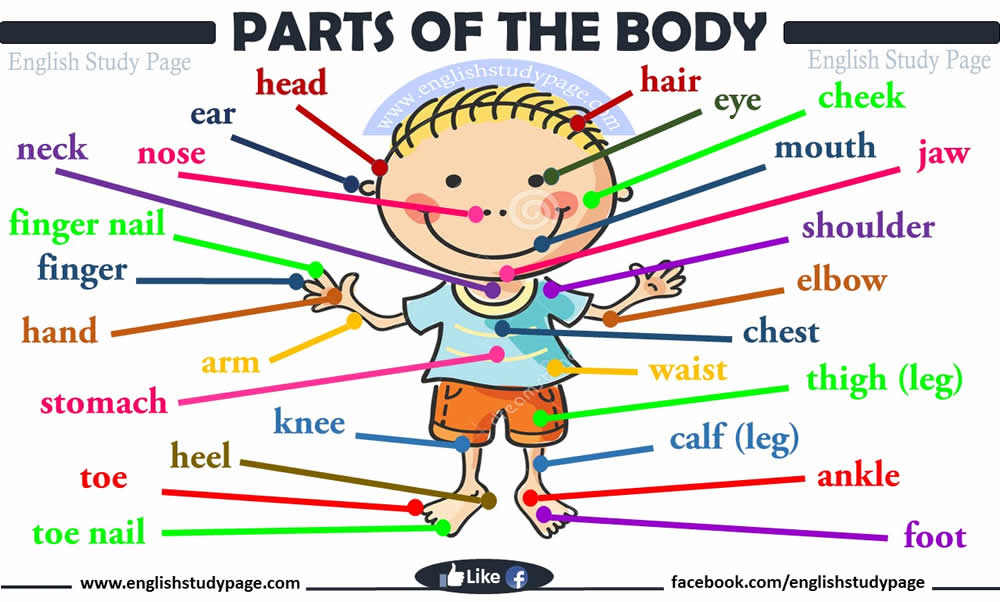 Parts of Human Body - English Study Page