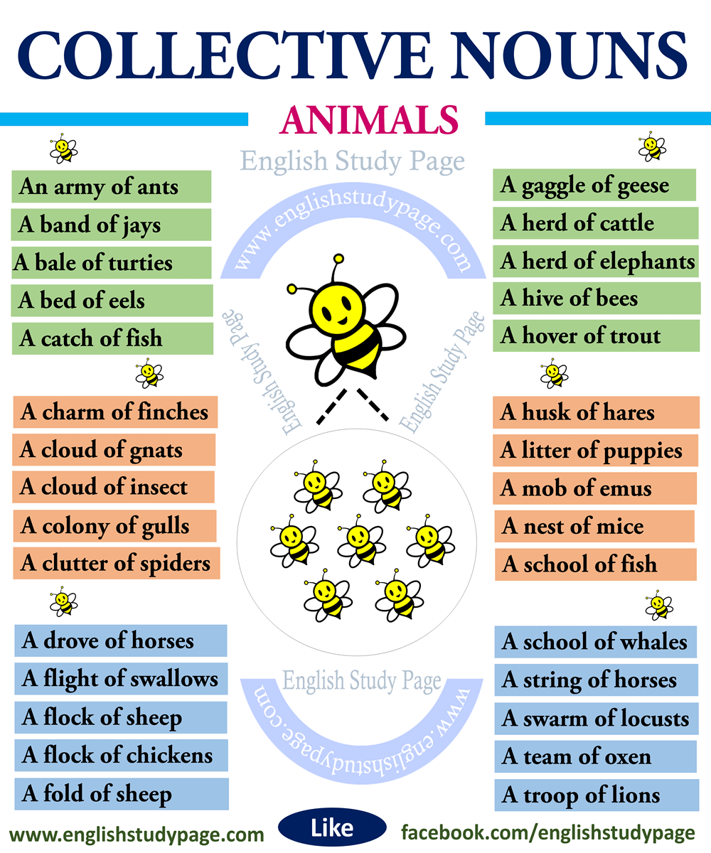 Collective Nouns Animals English Study Page
