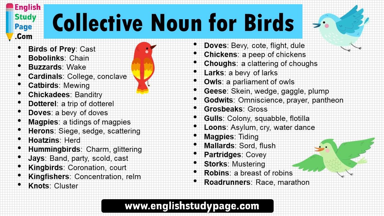 16 Collective Noun For Birds English Study Page