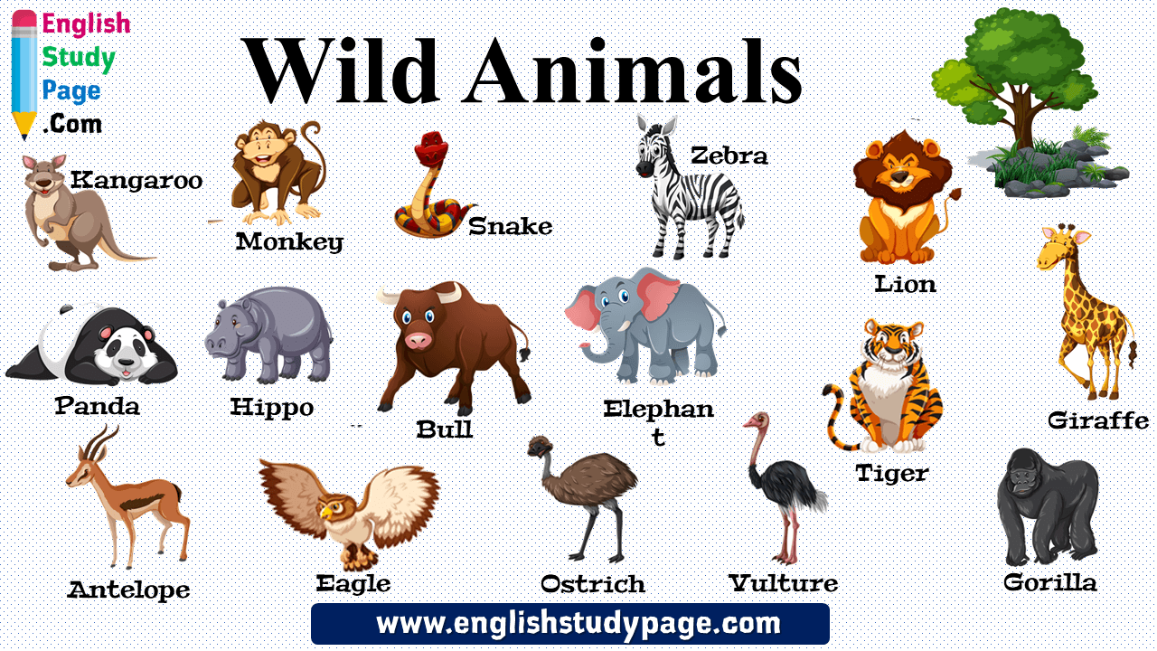 16 Wild Animals Names in English - English Study Page