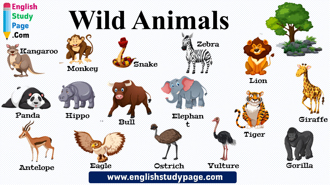 16 Wild Animals Names In English English Study Page