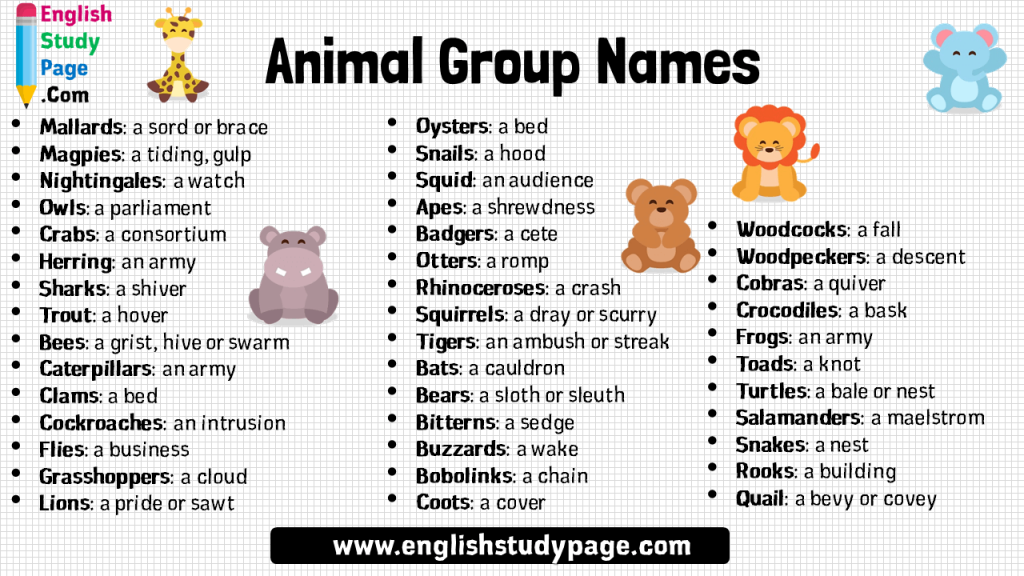 animal-group-names-in-english-english-study-page