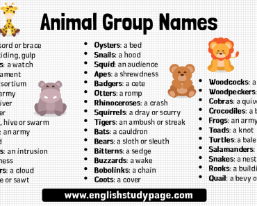 Animal Group Names Archives - English Study Page