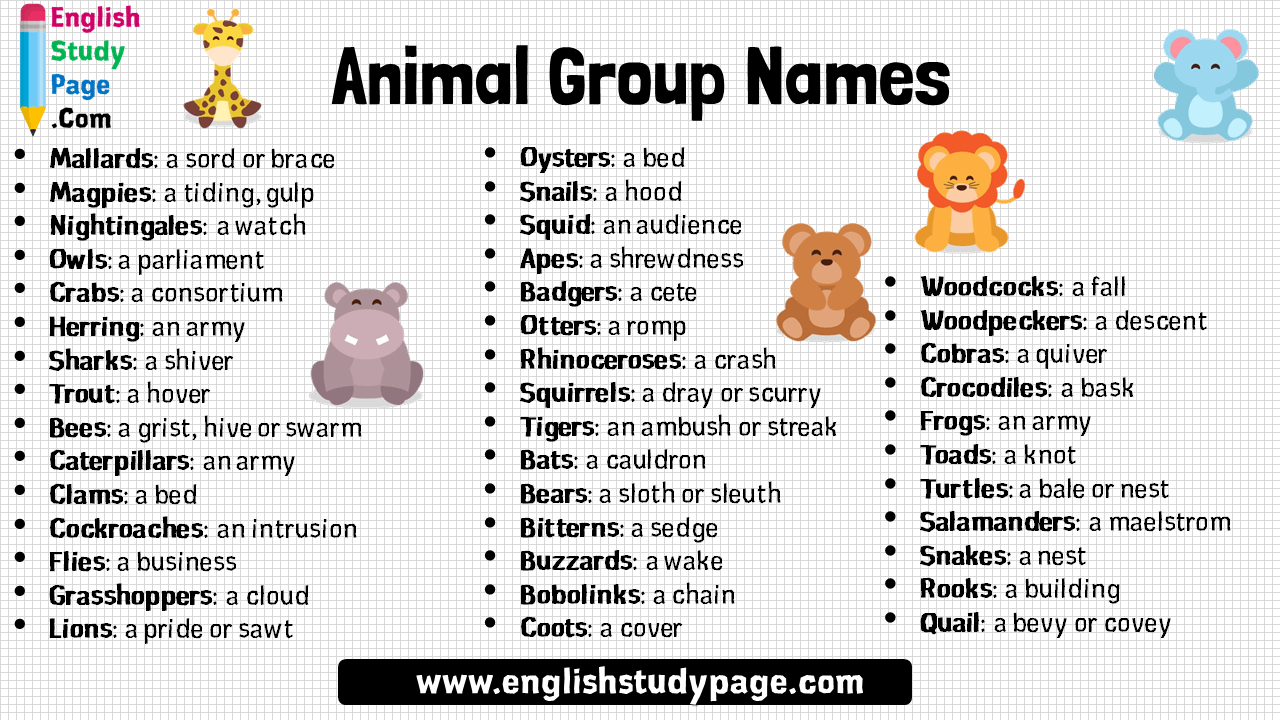 What Group Of Animals Is Called A Bunch